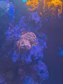 redsea reefer 350xl