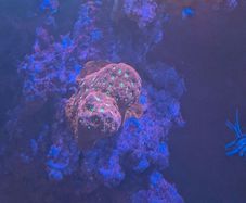 redsea reefer 350xl