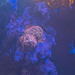 redsea reefer 350xl