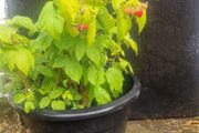 raspberries