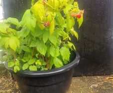 raspberries