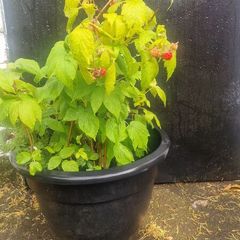 raspberries
