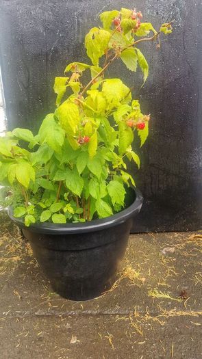 raspberries