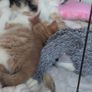 5 kittens for sale Image 3