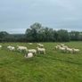 Organic sheep for Ballyjamesduff breeding sale Image 2