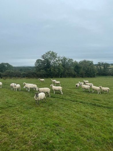 Organic sheep for Ballyjamesduff breeding sale