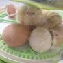 chicks Image 3
