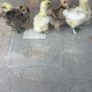 Silkie Chicks Image 2