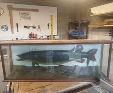 Stuffed Pike fish for sale.