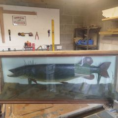 Stuffed Pike fish for sale.