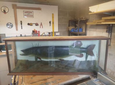 Stuffed Pike fish for sale.