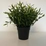 IKEA Fejka artificial plant Image 2
