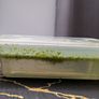 Aquarium floating plants - Duckweed Image 3