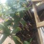 Philodendron Florida Beauty variegated  rooted cutting Image 4