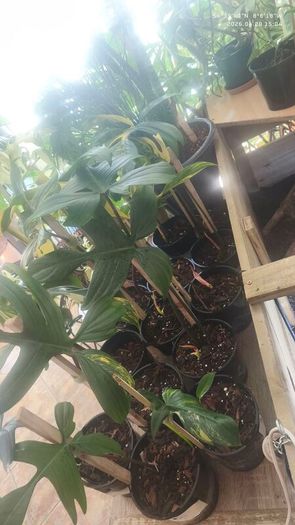 Philodendron Florida Beauty variegated  rooted cutting
