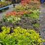 Azaleas, Flowering Plants Image 9