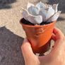 plant Image 2