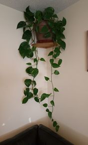 Beautiful large hanging plant