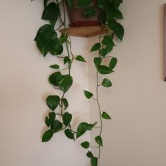Beautiful large hanging plant
