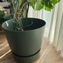 Monstera Deliciosa Image 3