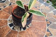 Hoya Krimson Queen for sale