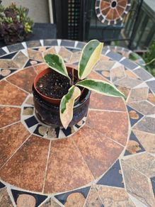 Hoya Krimson Queen for sale