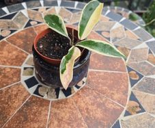 Hoya Krimson Queen for sale