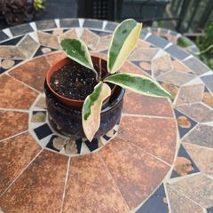 Hoya Krimson Queen for sale