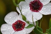 (F) Flowering Flax Bright Eyes seeds 0.5g (415380)