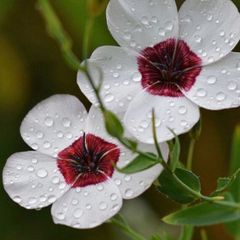 (F) Flowering Flax Bright Eyes seeds 0.5g (415380)