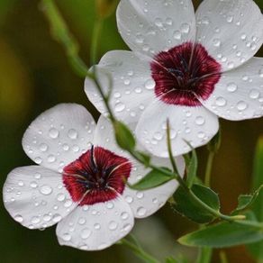(F) Flowering Flax Bright Eyes seeds 0.5g (415380)