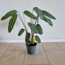 Fishbone Prayer Plant Image 3