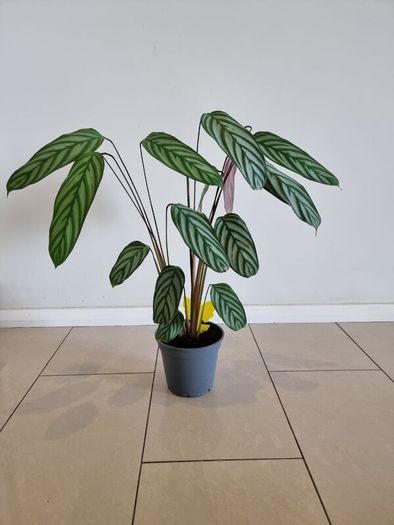 Fishbone Prayer Plant