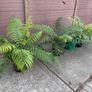 tree ferns - dicksonia antarctica Image 2