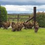 Poultry Auction: Ryan McLaren Major Reduction Sale Image 7