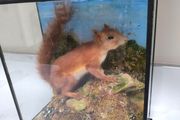 Taxidermy red squirrel