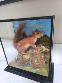 Taxidermy red squirrel