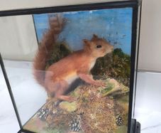 Taxidermy red squirrel