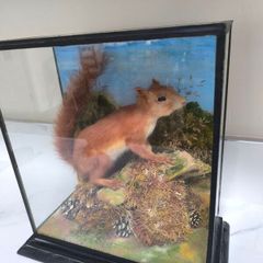 Taxidermy red squirrel