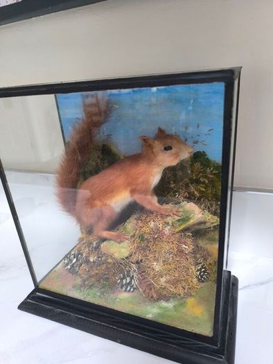 Taxidermy red squirrel