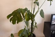 Monstera Deliciosa Houseplant