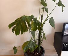 Monstera Deliciosa Houseplant