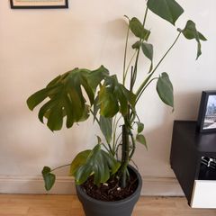 Monstera Deliciosa Houseplant
