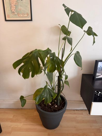 Monstera Deliciosa Houseplant