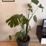 Monstera Deliciosa Houseplant Image 2