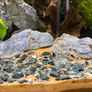 Freshwater Fish Image 2