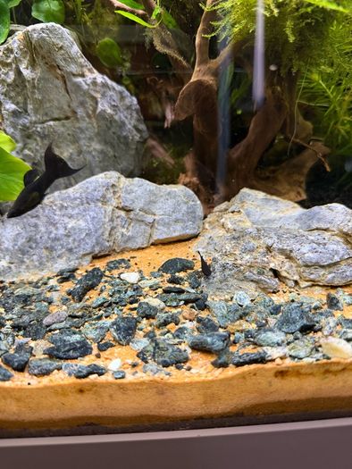 Freshwater Fish
