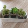 Artificial plants x 3 Image 5