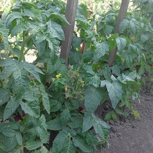 (T) Tomato Sultan H seeds (15s) (122936)