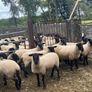 Suffolk hoggets Image 4